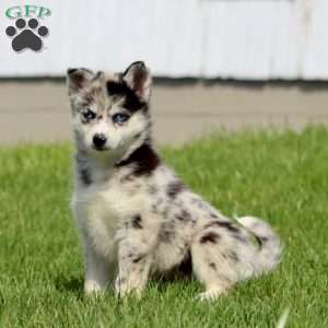 Colby, Pomsky Puppy