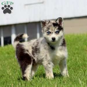Colby, Pomsky Puppy