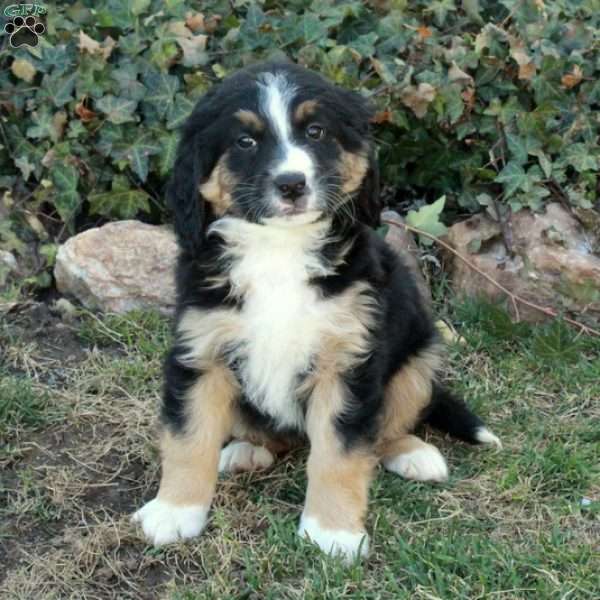 Colton, Mini Bernedoodle Puppy