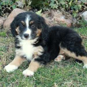 Colton, Mini Bernedoodle Puppy