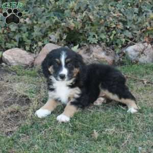 Colton, Mini Bernedoodle Puppy