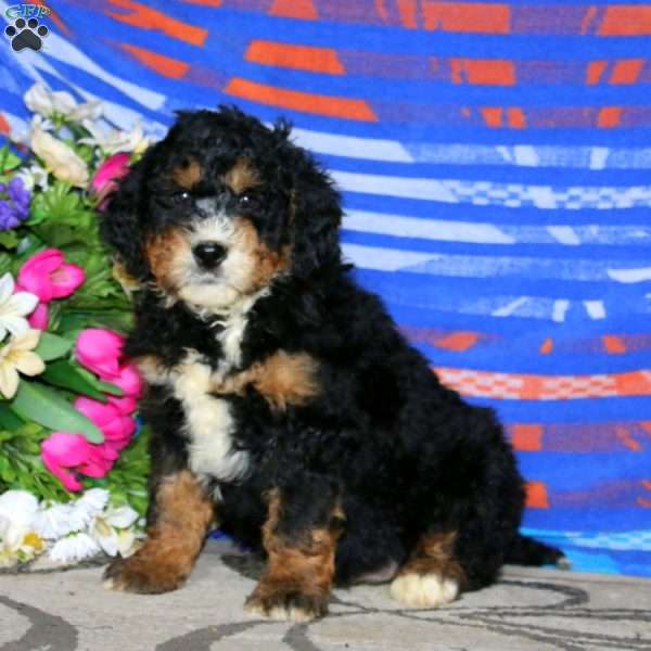 Colton, Mini Bernedoodle Puppy