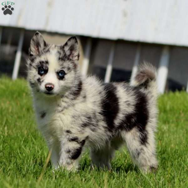 Colton, Pomsky Puppy