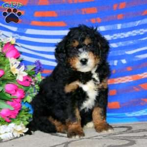 Colton, Mini Bernedoodle Puppy