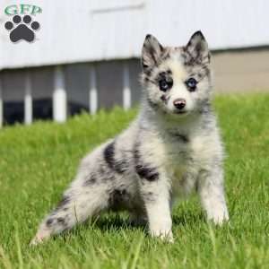 Colton, Pomsky Puppy