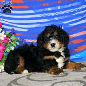 Colton, Mini Bernedoodle Puppy