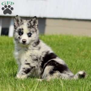 Colton, Pomsky Puppy