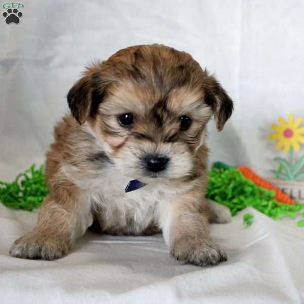 Colton, Yorkie-Chon Puppy