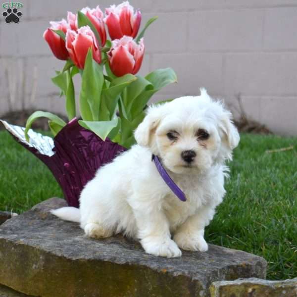 Comet, Teddy Bear Puppy