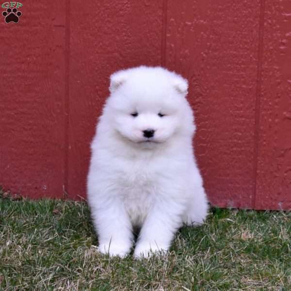 Comet, Samoyed Puppy