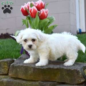 Comet, Teddy Bear Puppy