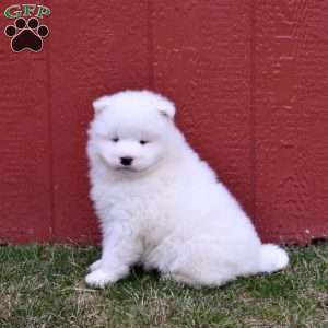 Comet, Samoyed Puppy