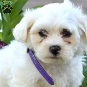 Comet, Teddy Bear Puppy