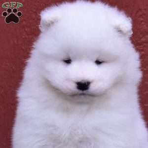 Comet, Samoyed Puppy