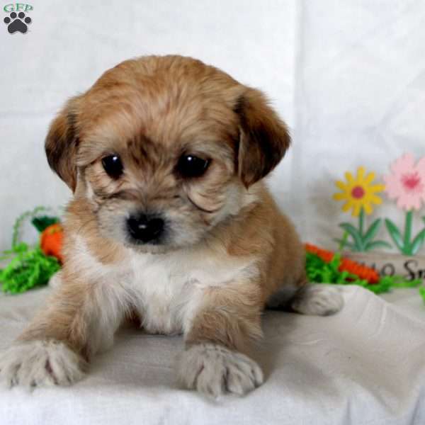 Connie, Yorkie-Chon Puppy