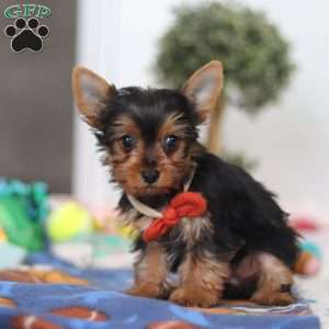 Connor, Yorkie Puppy