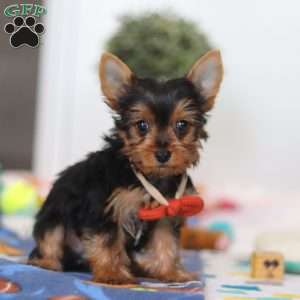 Connor, Yorkie Puppy