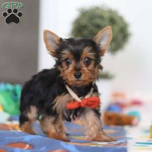 Connor, Yorkie Puppy