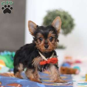 Connor, Yorkie Puppy