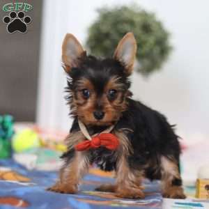 Connor, Yorkie Puppy