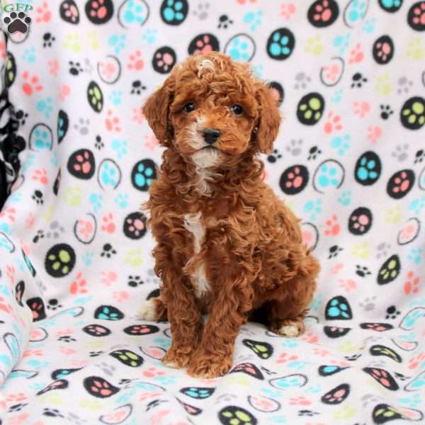 Connor, Cavapoo Puppy