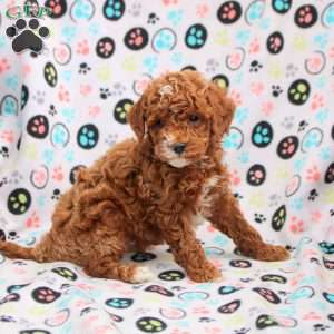 Connor, Cavapoo Puppy
