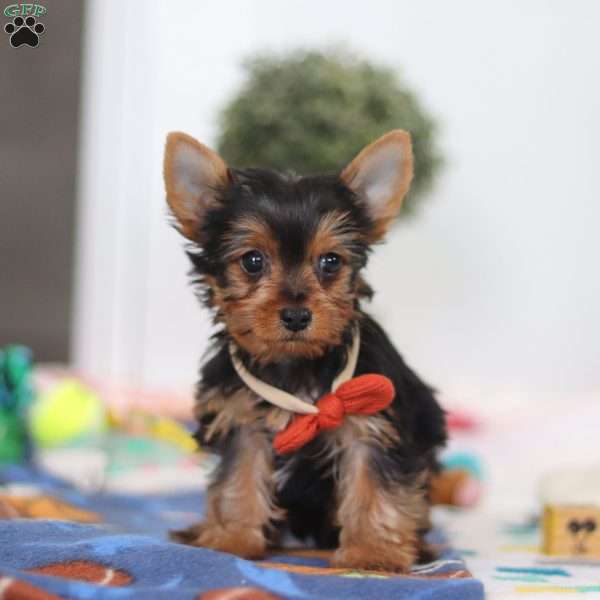Connor, Yorkie Puppy