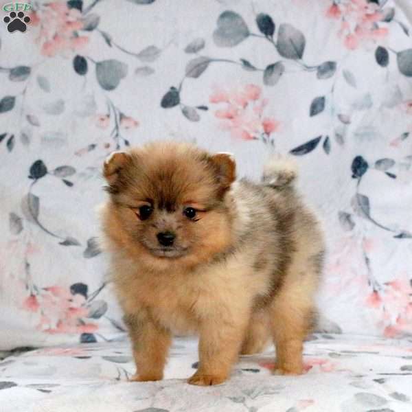 Cookie, Pomeranian Puppy