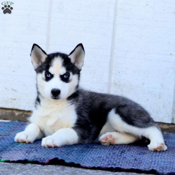 Cookie, Siberian Husky Puppy