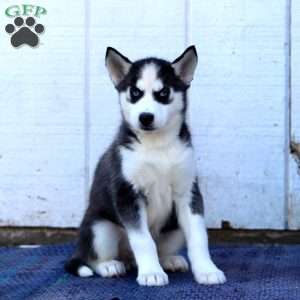 Cookie, Siberian Husky Puppy