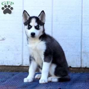 Cookie, Siberian Husky Puppy