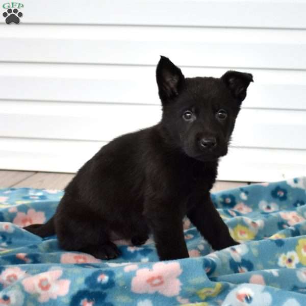 Cooper, German Shepherd Puppy
