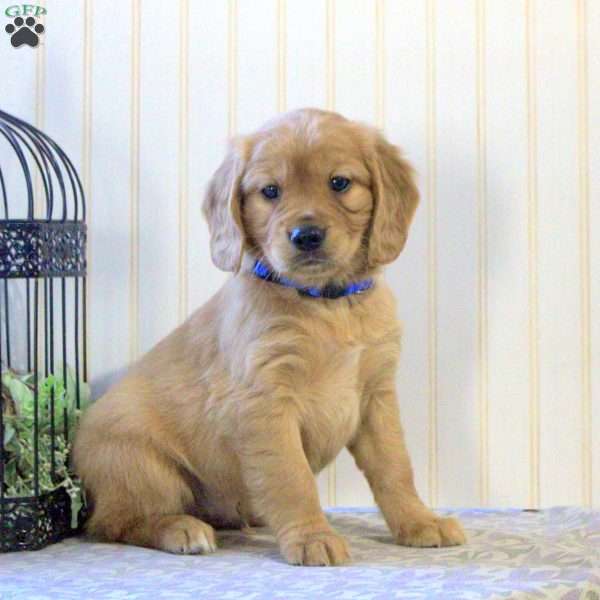 Cooper, Miniature Golden Retriever Puppy