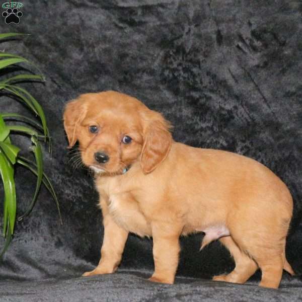 Cooper, Miniature Golden Retriever Puppy