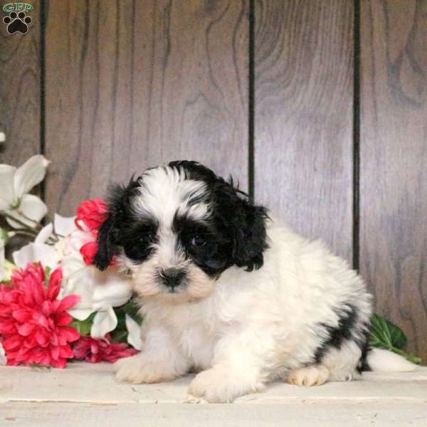 Cooper, Shih-Poo Puppy