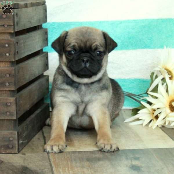 Cooper, Pug Puppy
