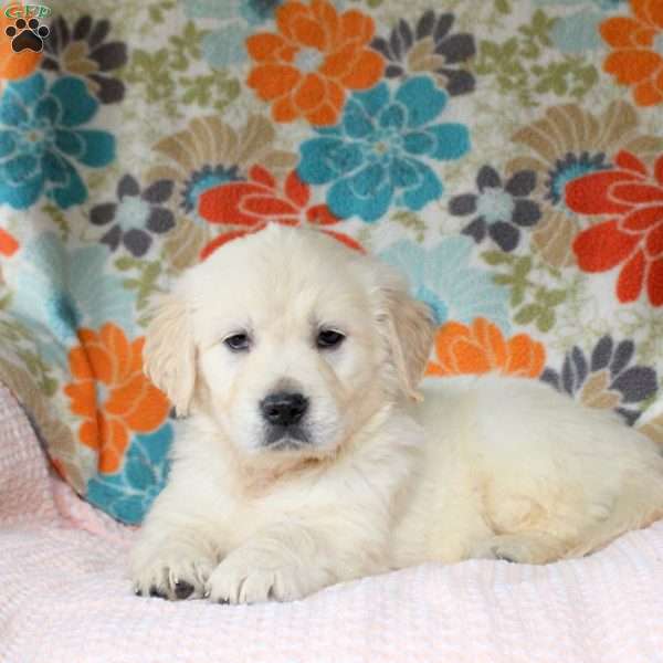 Cooper, English Cream Golden Retriever Puppy
