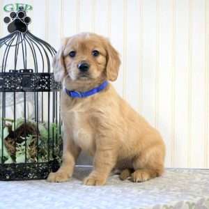 Cooper, Miniature Golden Retriever Puppy