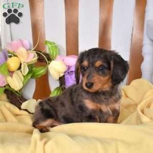 Cooper, Dachshund Puppy
