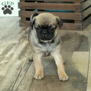 Cooper, Pug Puppy