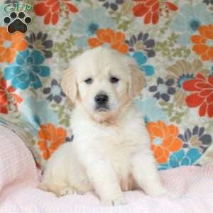 Cooper, English Cream Golden Retriever Puppy