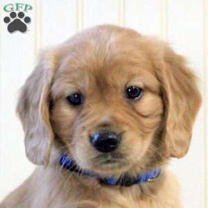 Cooper, Miniature Golden Retriever Puppy