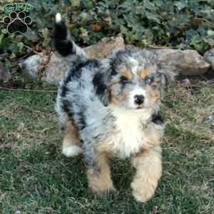 Cooper, Mini Bernedoodle Puppy