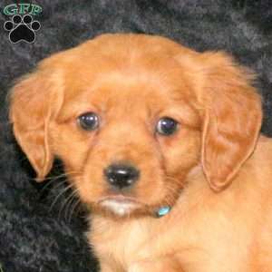 Cooper, Miniature Golden Retriever Puppy