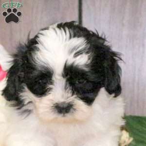 Cooper, Shih-Poo Puppy