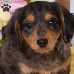 Cooper, Dachshund Puppy