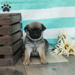Cooper, Pug Puppy