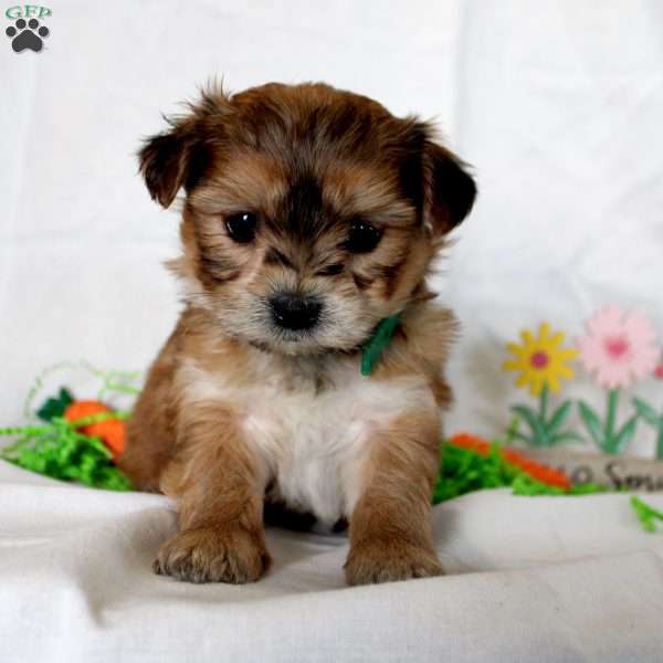 Cooper, Yorkie-Chon Puppy