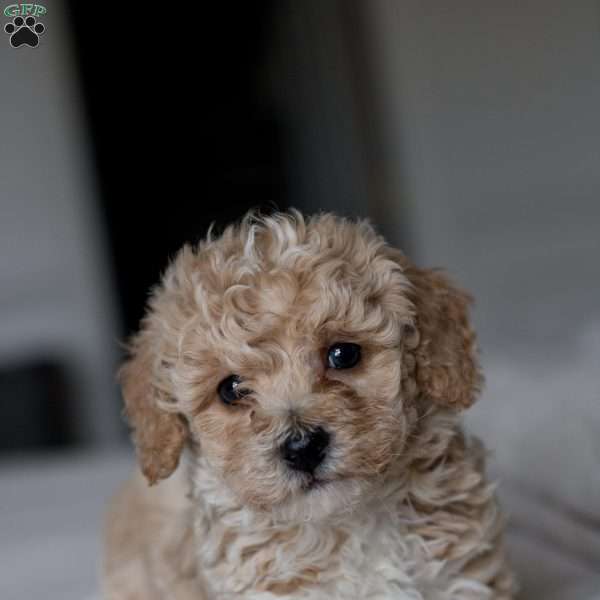 Cooper, Bich-Poo Puppy