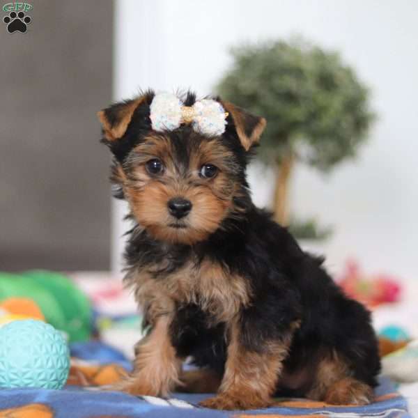 Cora, Yorkie Puppy